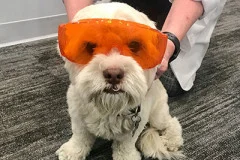 beverly hills dentist